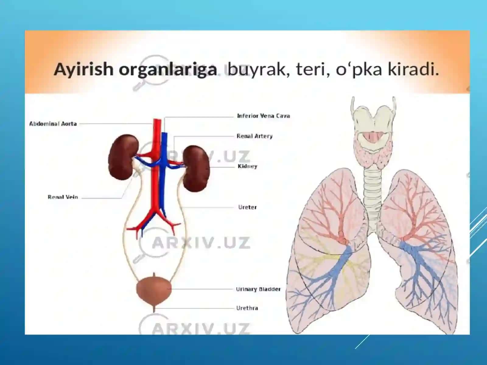 Nafastizimlarini Yoshxususiyatlari va Gigienasi 2