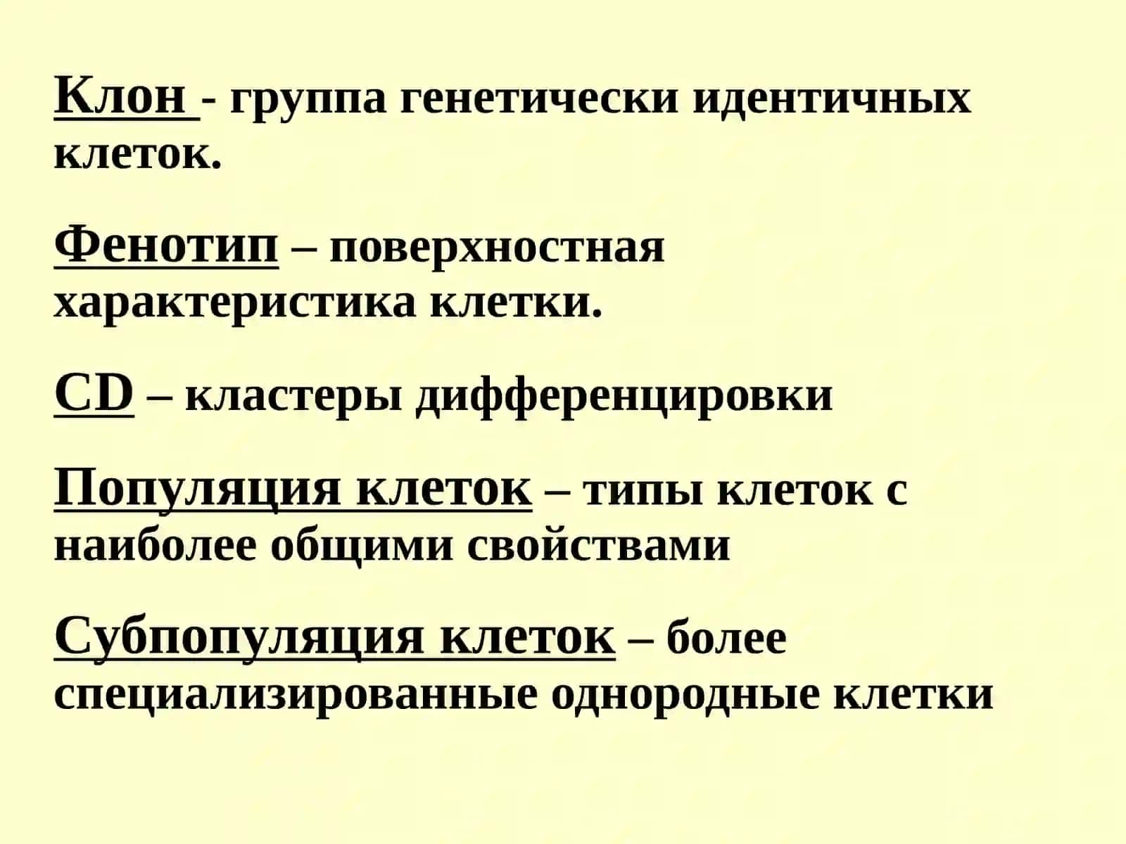 Т-лимфоциты 2