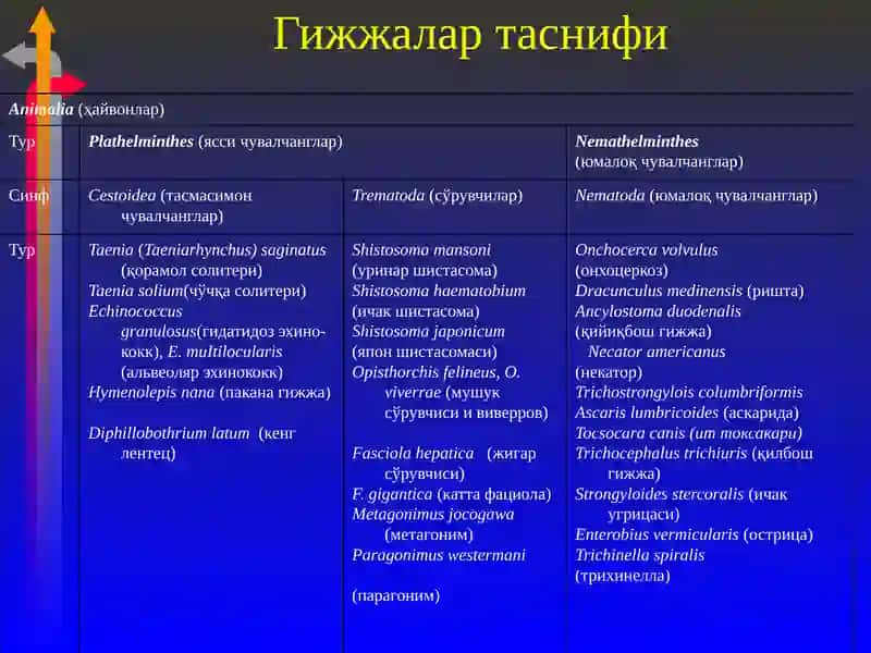 Гижжалар шаклига гуруҳлари 2