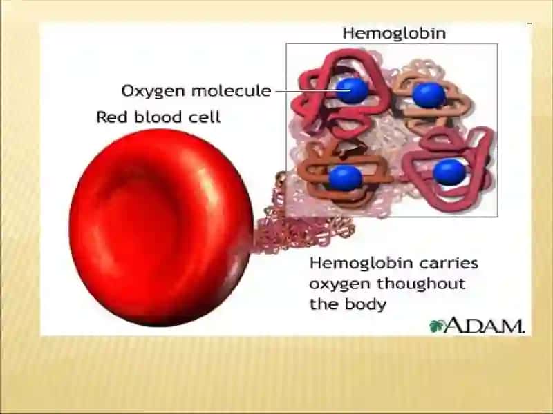 Blood smear analysis for sickle-cell anemia 2