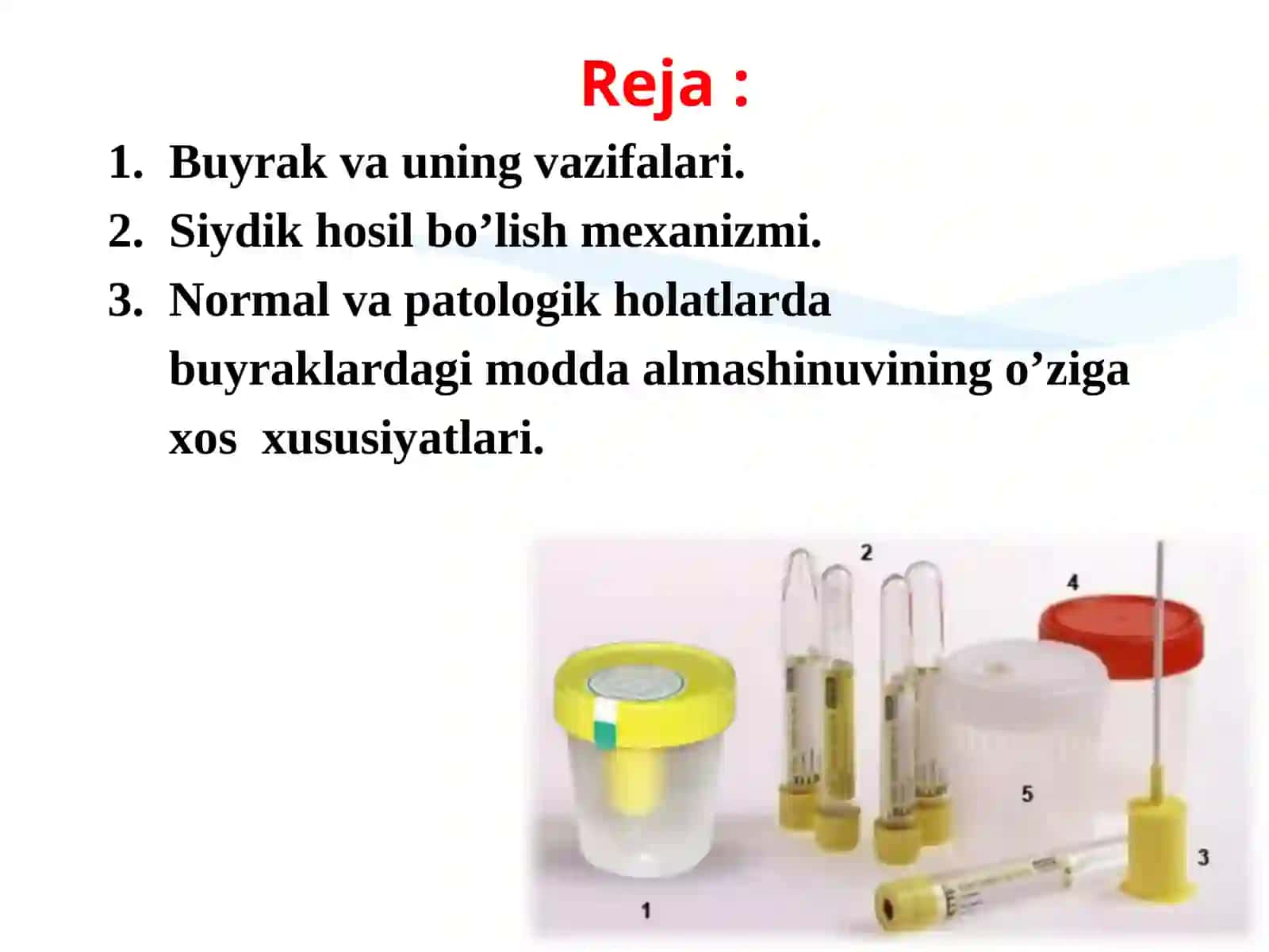 Siydik ajratish a’zolarining tuzilishini o’rganish 2