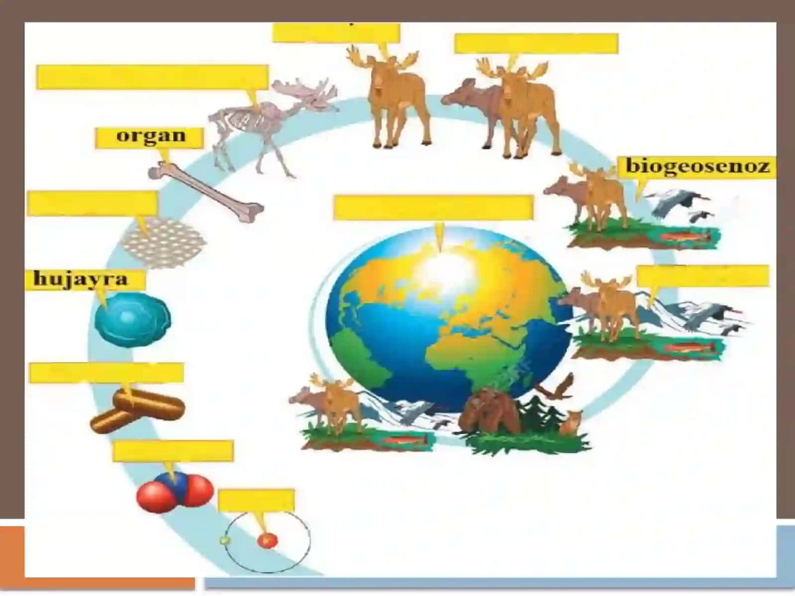 biologiya fanidan 10-sinflar uchun tayyorlagan ko'rgazmali slaydlar 2