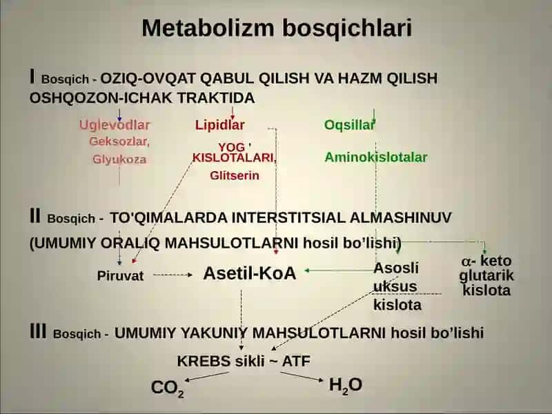 Metabolizm patofiziologiyasi: energiya va oqsil almashinuvining buzilishi 2