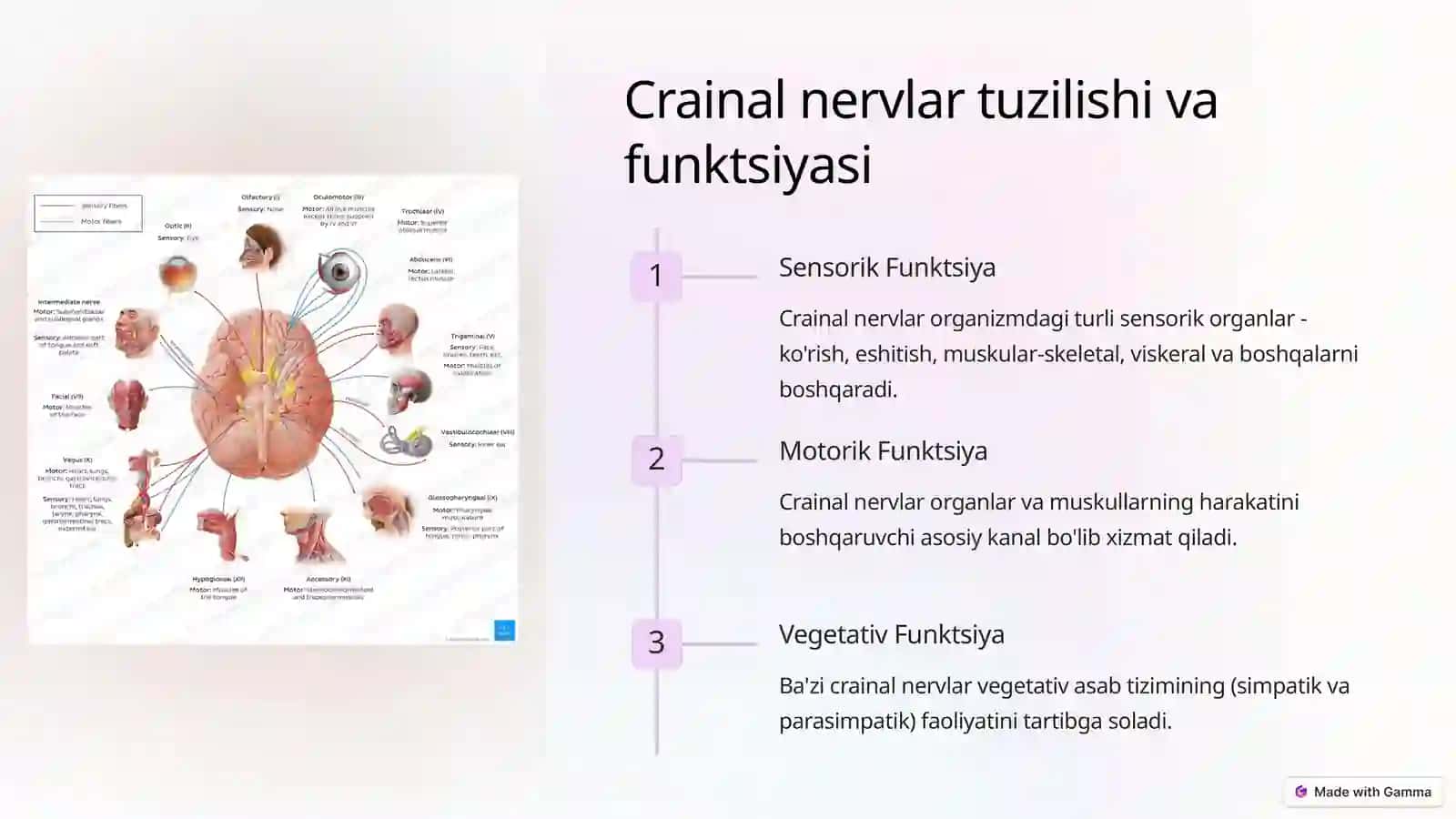 Crainal Nervlarning Patalogiyasi 2