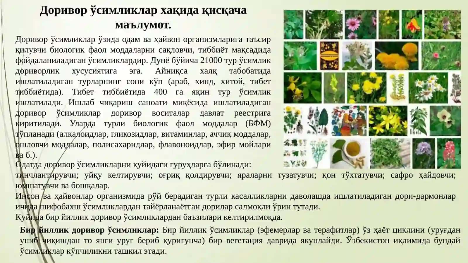Табиий доривор ўсимликлар ва уларнинг шифобахшлик хусусиятлари. Бир йиллик табиий доривор ўсимликлар мисолида. 2