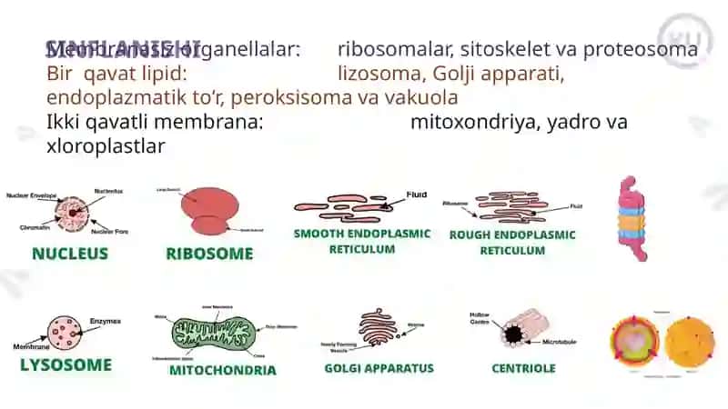 Endoplazmatik to’r Golji apparati 2