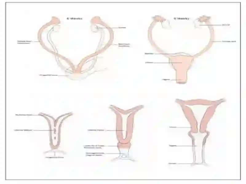 Gistalogiya. Ayolarning jinsiy sistemasi ll. Bachadon, qin, sut bezlari. 2