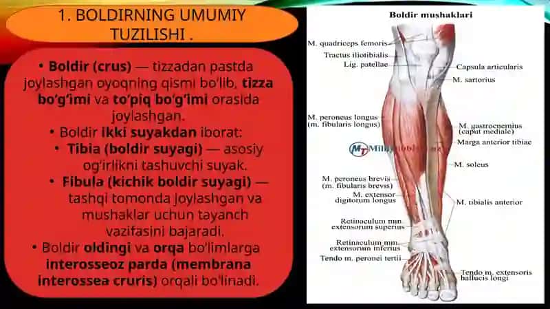SON SUYAGINING KLINIK ANATOMIYASI. BOLDIR SOHALARI. BOLDIR-TO'PIQ SOHASI, OYOQ PANJASI KLINIK ANATOMIYASI 2