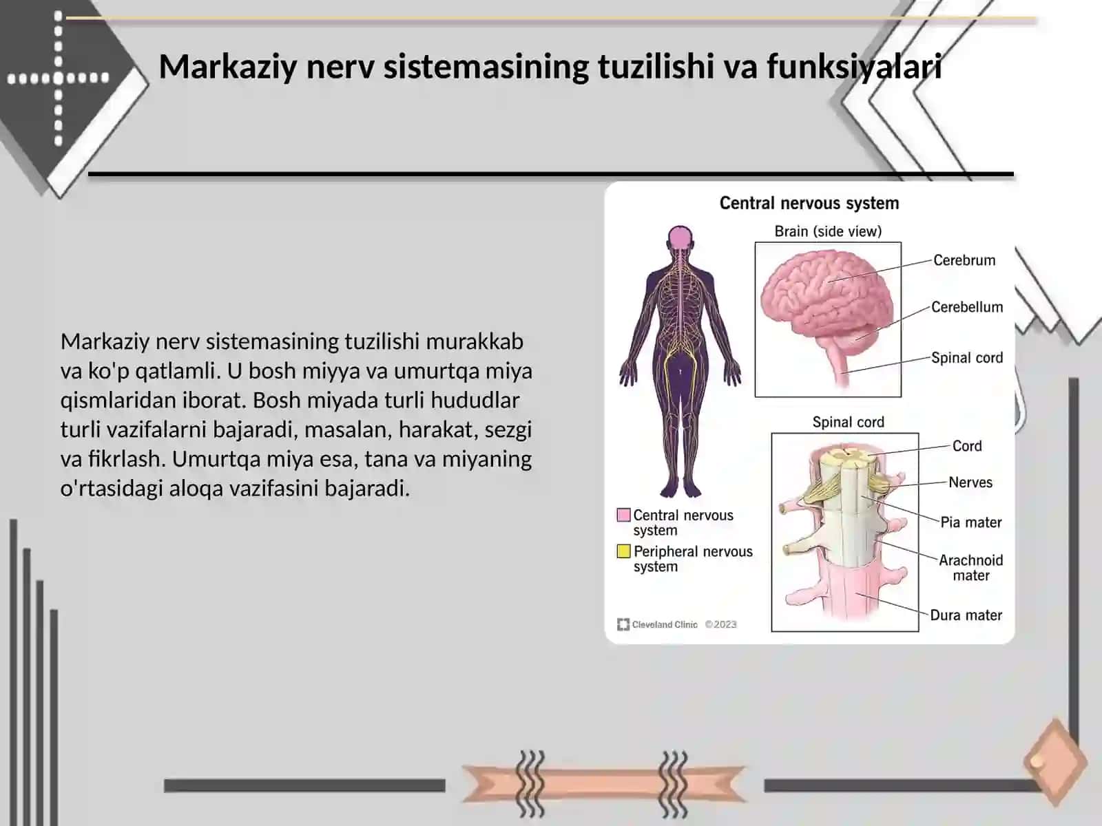 Markaziy nerv sistemasi va umurtqa o'smalari. Bosh miyya qon tomir kassalliklari 2
