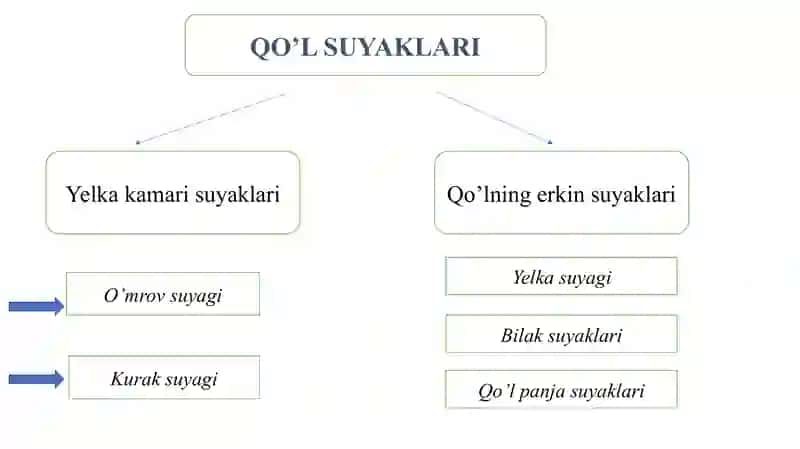 suyaklar 2