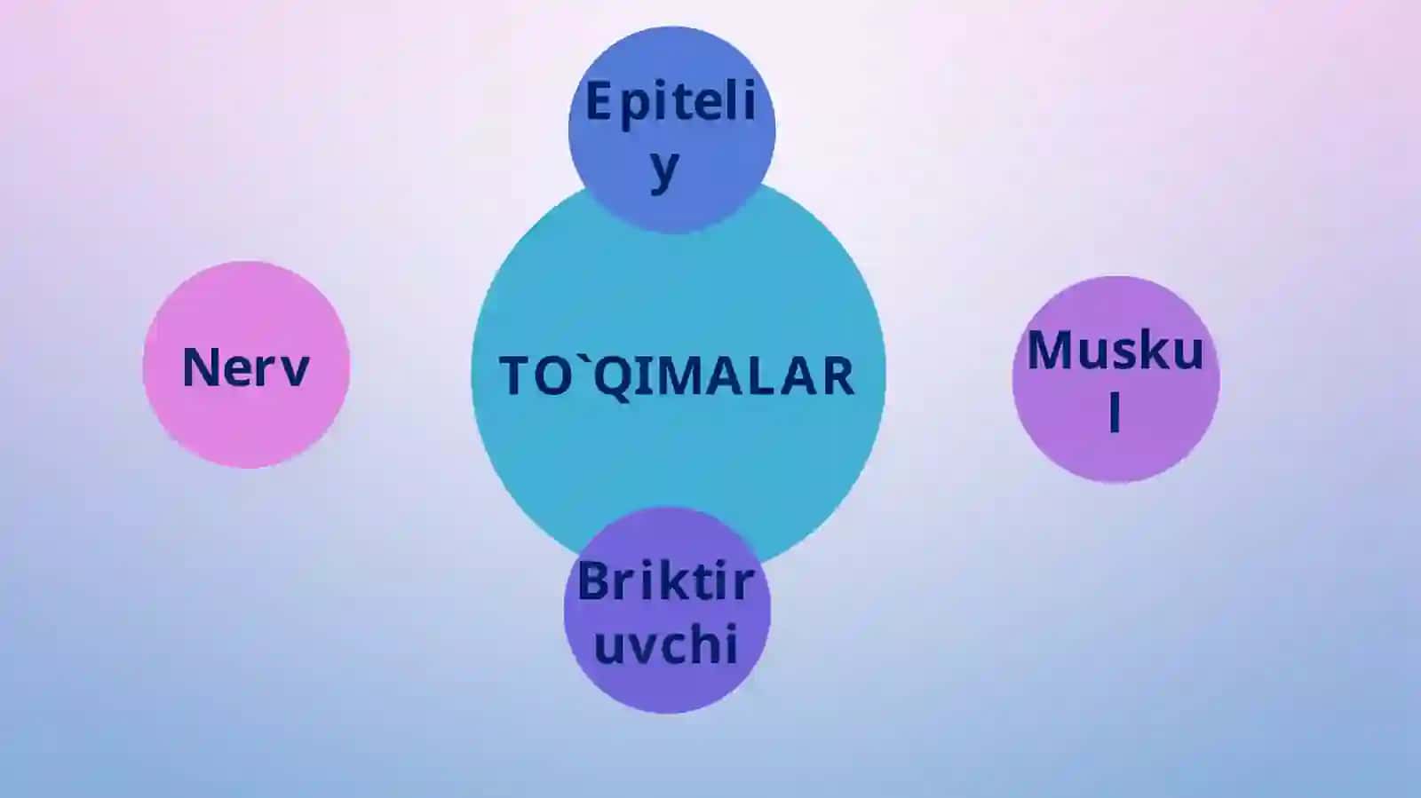To'qimalar, organlar va organizm 2