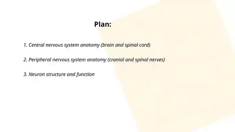 Nervous system 2