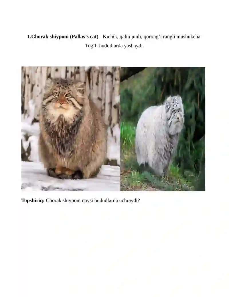 rasmli topshiriq word 2