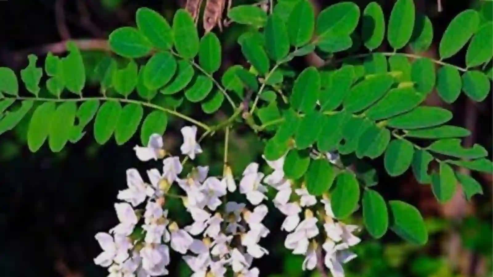 Psevdo akatsiya (Robinia) 2
