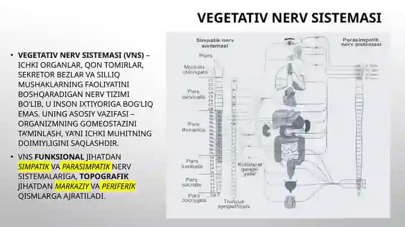 Vegetativ nerv sistemasi 2