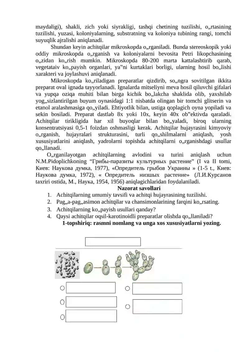 Achitqilarning morfologiyasini o’rganish. Achitqilar suspenziyasi tarkibida mavjud bo‘lgan o‘lik va kurtaklanayotgan hujayralarni o‘rganish 2