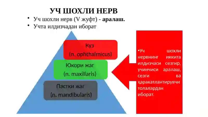 Учшохли нерв 2
