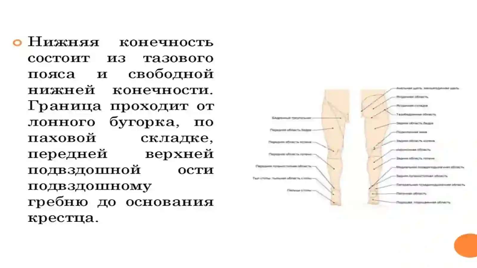 Клиническая анатомия нижней конечности 2