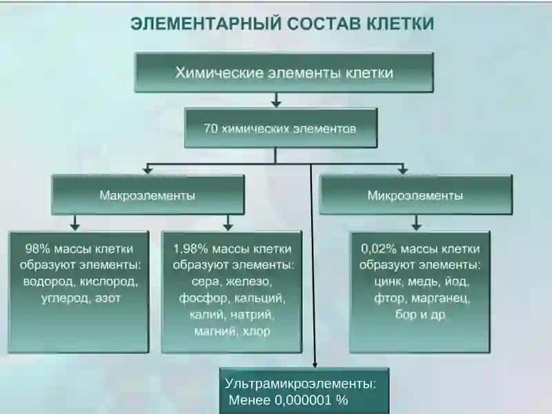 Химический состав клетки 2