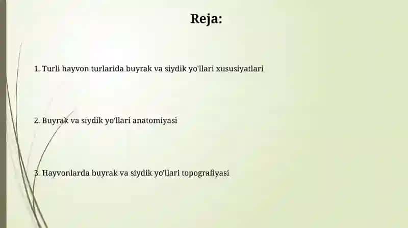 Hayvonlarning buyrak va siydik yòlining anatomik tuzilishi va topografiyasi 2