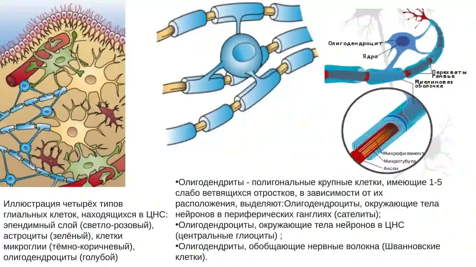 Иллюстрация четырёх типов глиальных клеток, находящихся в ЦНС 2