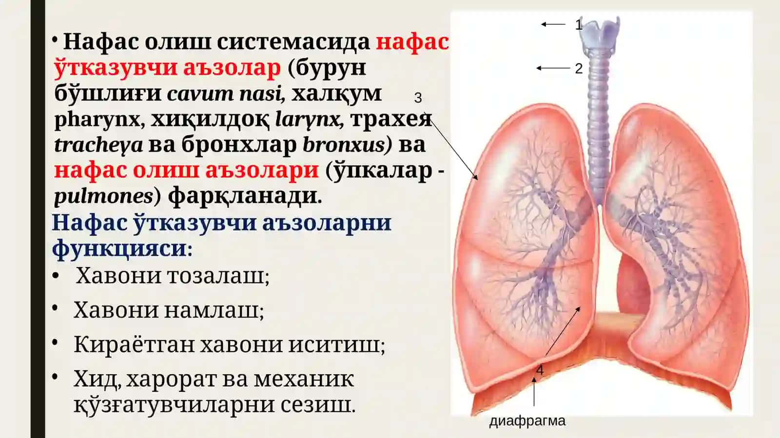 НАФАС АЪЗОЛАРИНИНГ ВАЗИФАВИЙ ВА ЁШЛИ АНАТОМИЯСИ. ПЛЕВРА, КЎКС ОРАЛИҒИ. ҚАЛҚОНСИМОН, ҚАЛҚОН ОРҚА ВА АЙРИСИМОН БЕЗЛАР 2