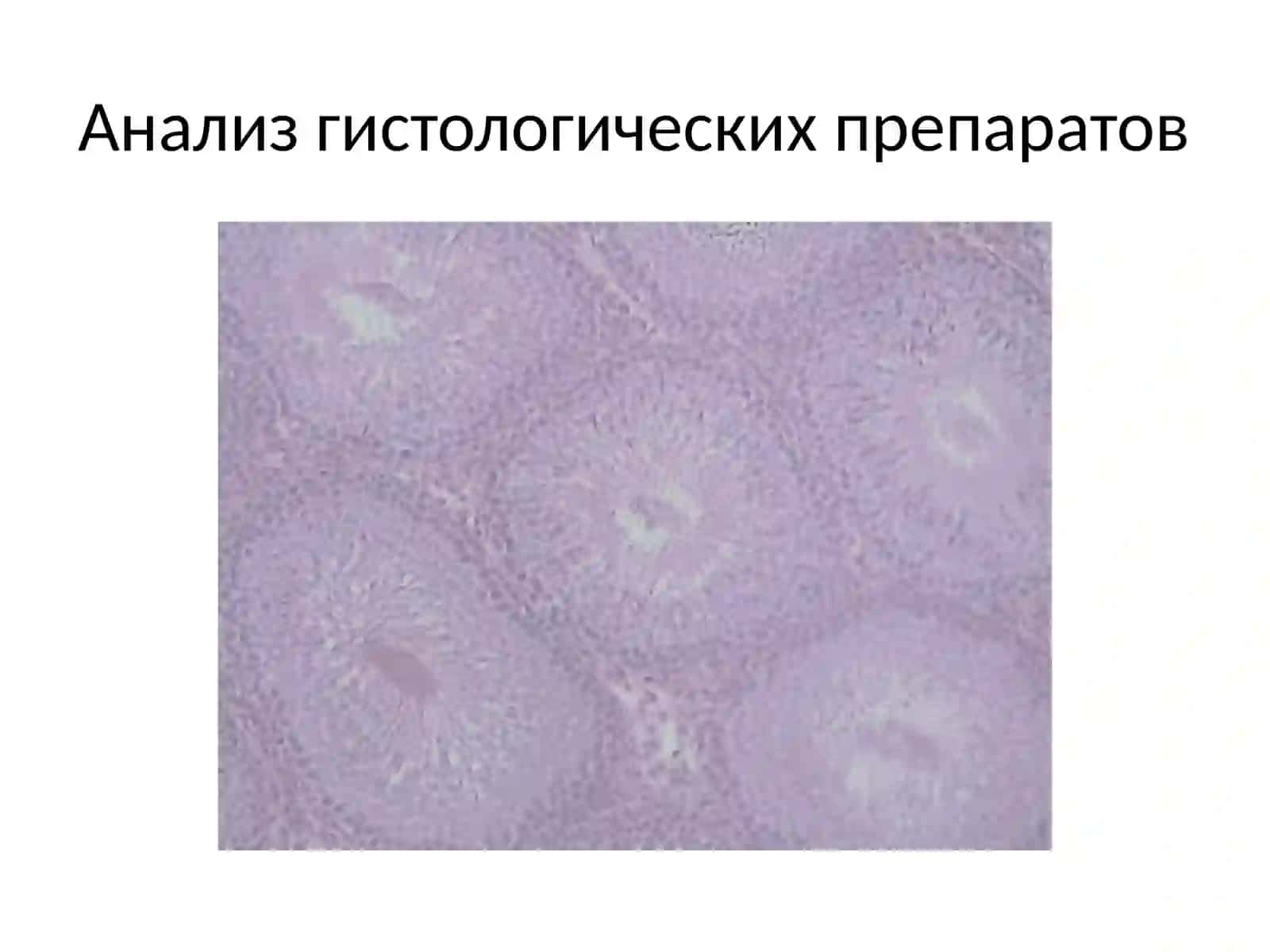 Основные методы гистологического исследования 2