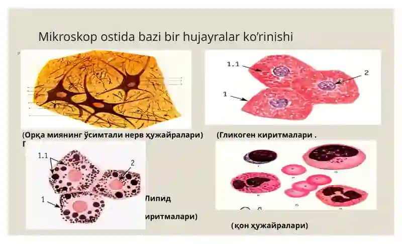 Sitologiya hujayra organoidlari. Kiritma. Yadro. Hujayra sikli. 2