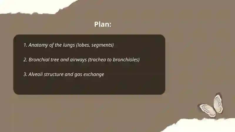 Lungs and a pulmonary system 2