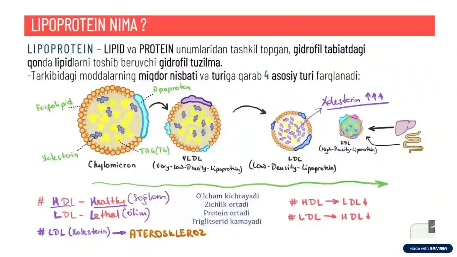 Gipolipidemik dori vositalarining klinik farmakologiyasi 2