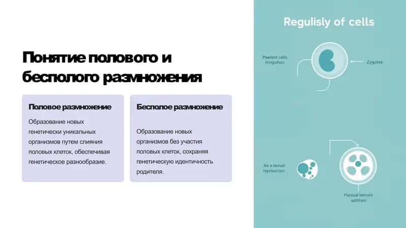 Биологическое значение полового и бесполого размножения 2