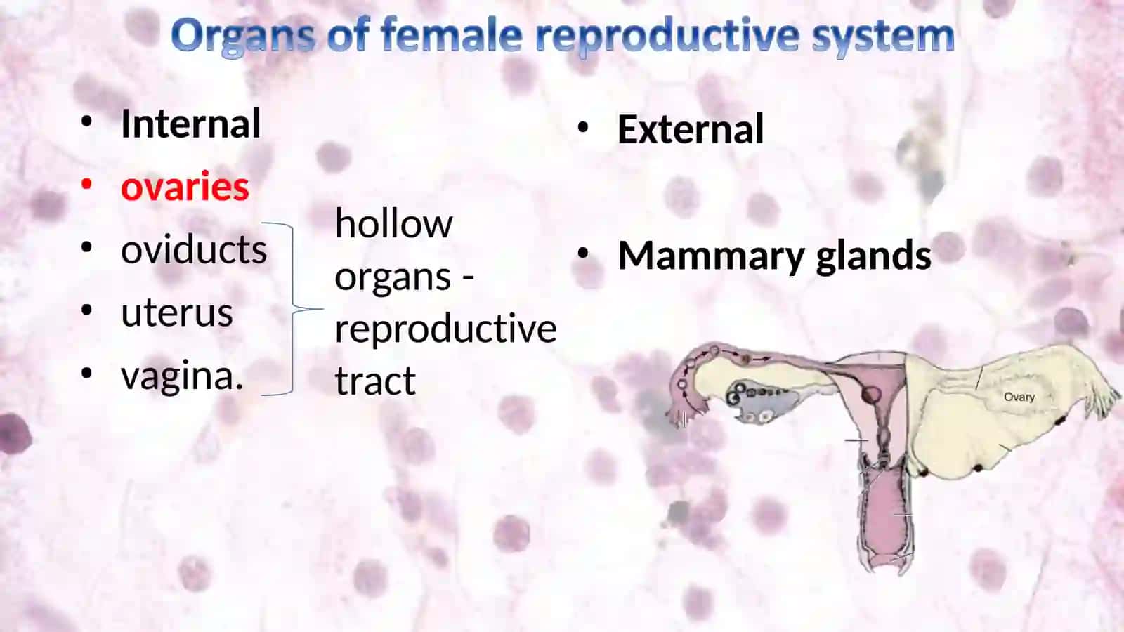 Mammary glands and Reproductive System Organs 2