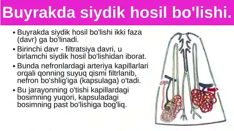 Siydik ajratish organlarining funksiyasi 2
