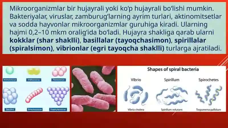 Mikroorganizmlar genetikasi 2