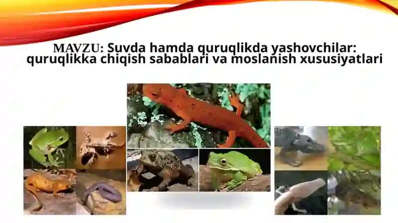 Suvda hamda quruqlikda yashovchilar: quruqlikka chiqish sabablari va moslanish xususiyatlari 2