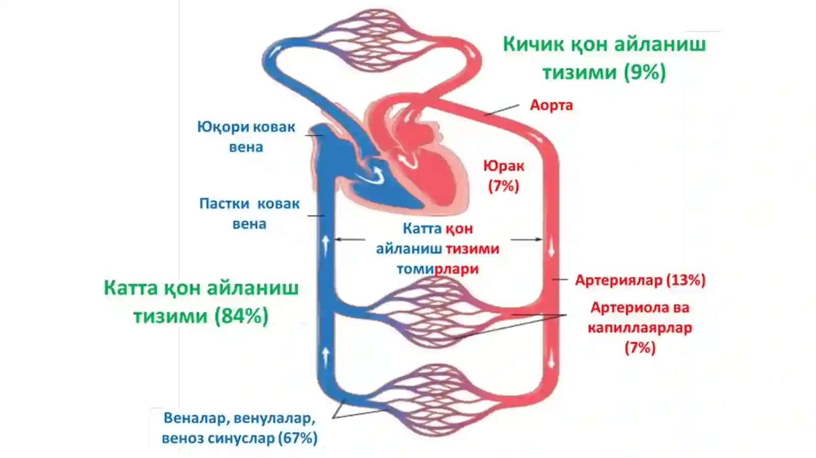 Гемодинамика асослари 2