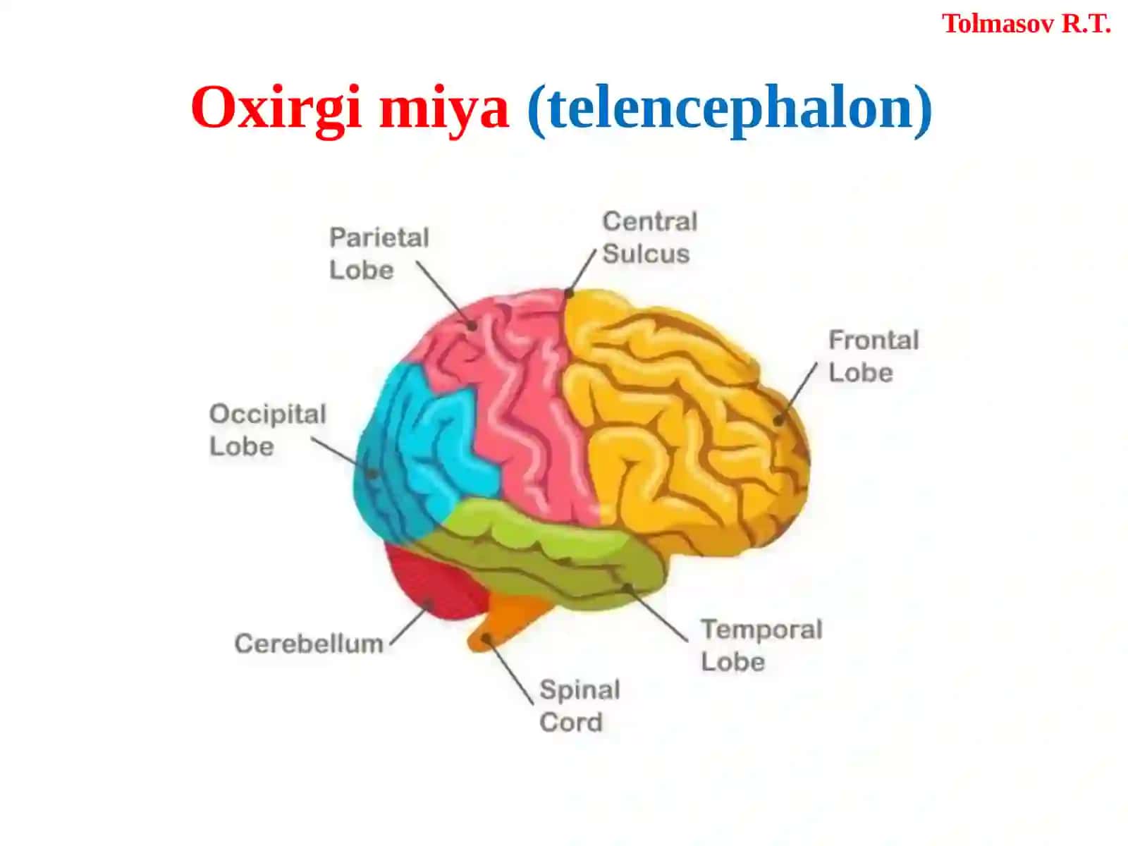 BOSHMIYA(ENCEPHALON) 2