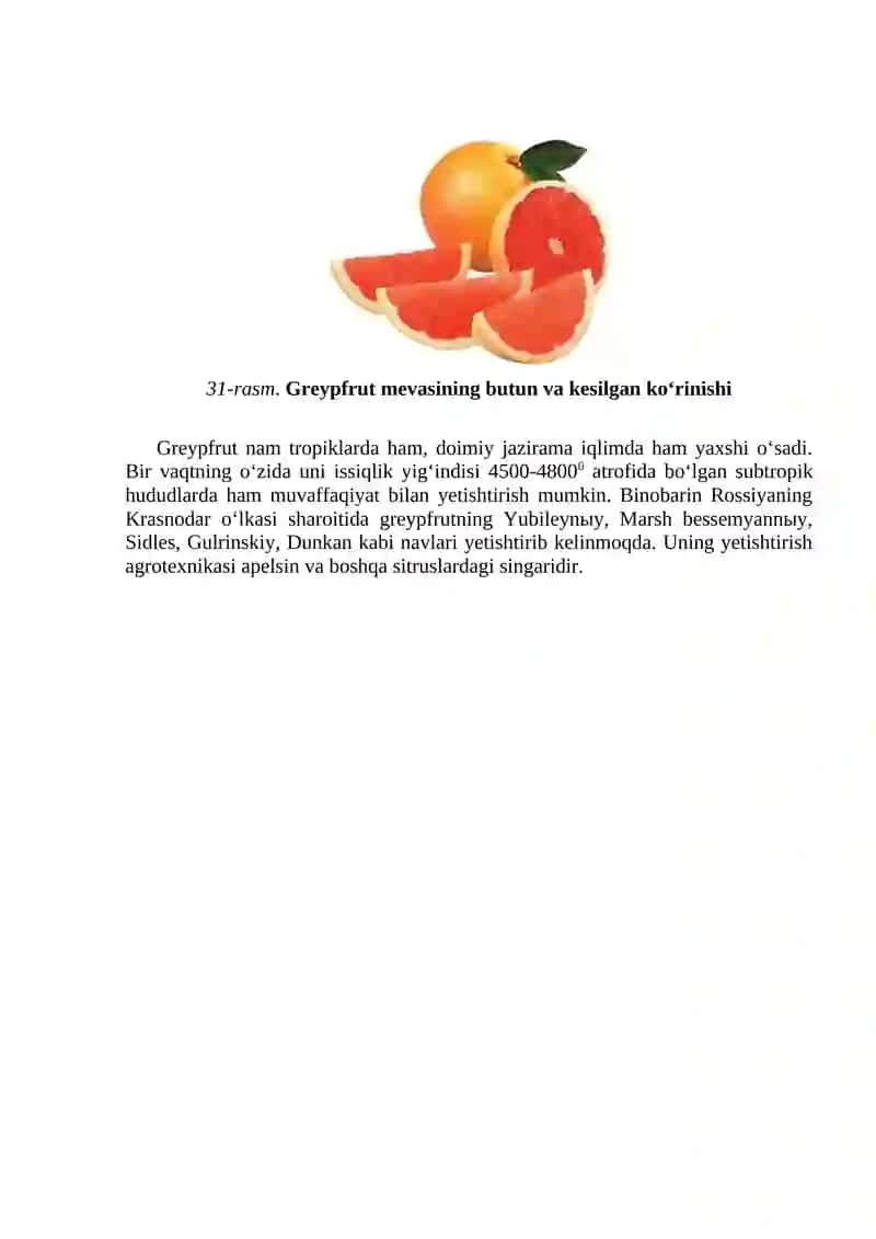 Greypfrut (Citrus paradise M) 2