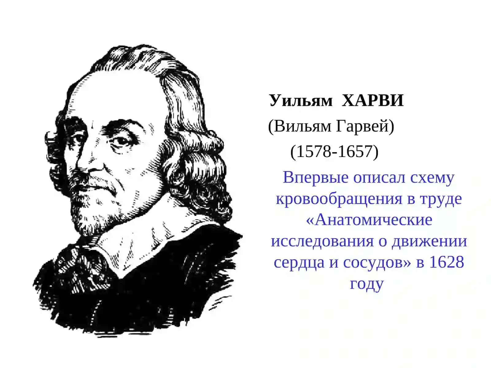 Физиология кровообращения 2