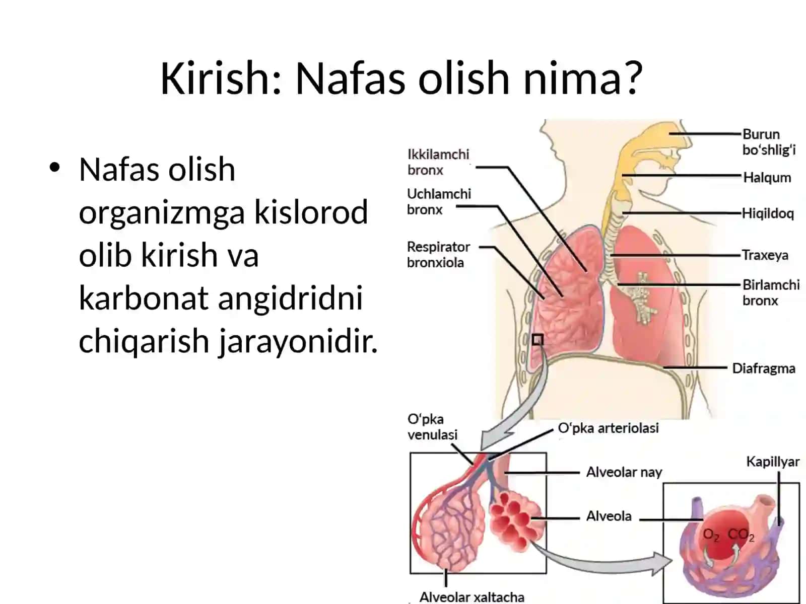 Nafas olish fiziologiyasi 2