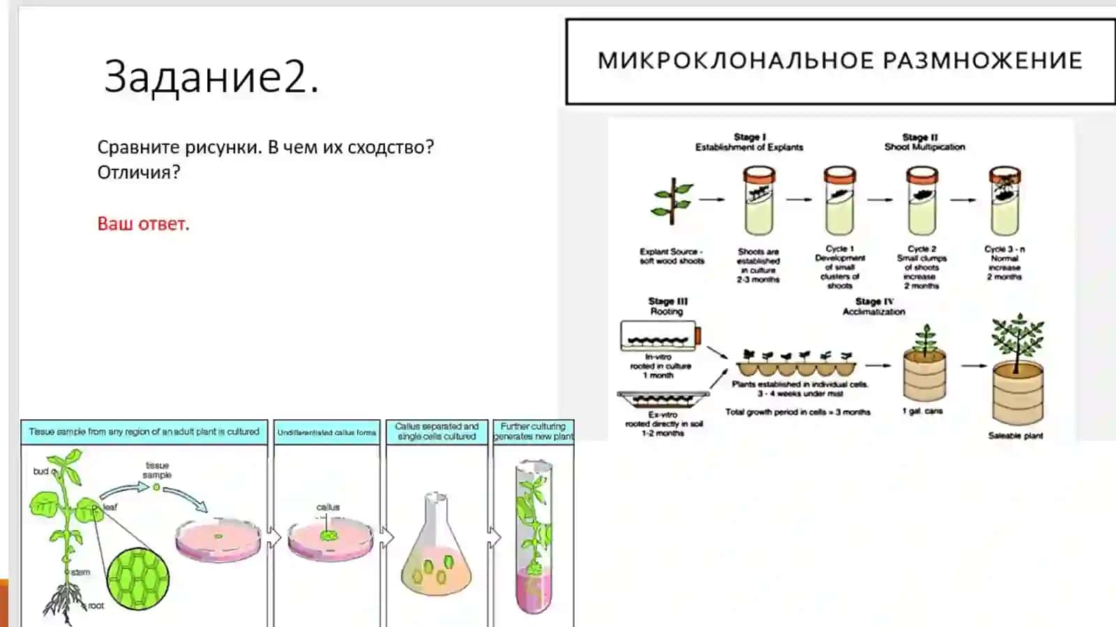 Биотехнологии в сельском хозяйстве 2