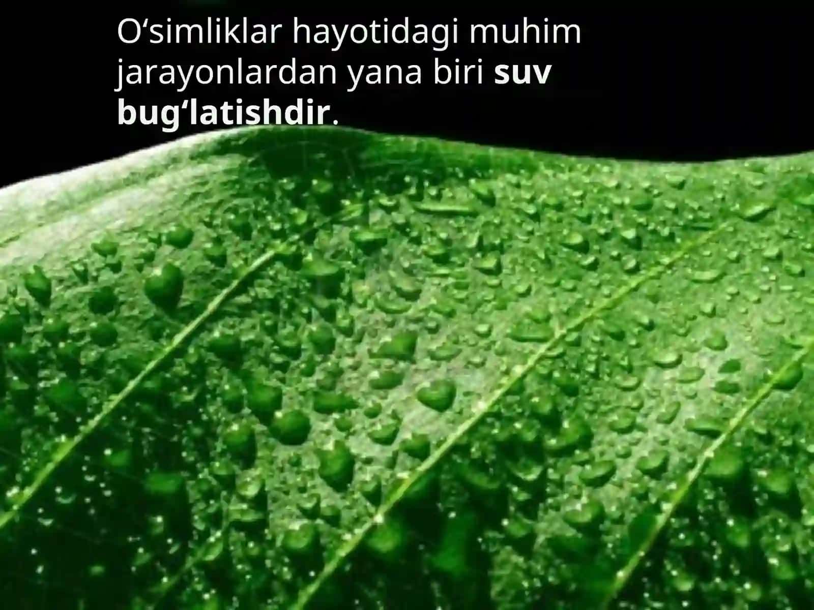 5-sinf Botanika Barglarning suv bug'latishi 2