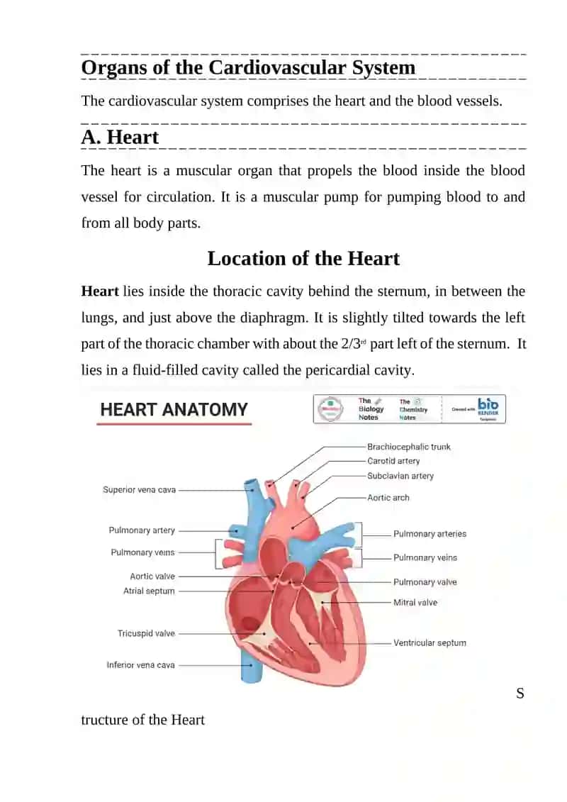 THE CARDIOVASCULAR SYSTEM 2