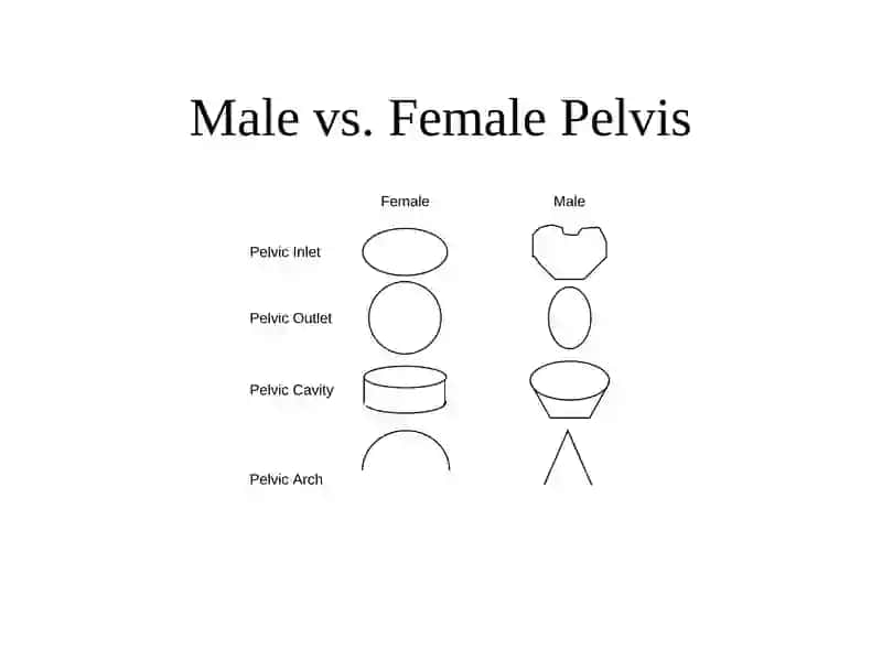 Pelvic Anatomy 2