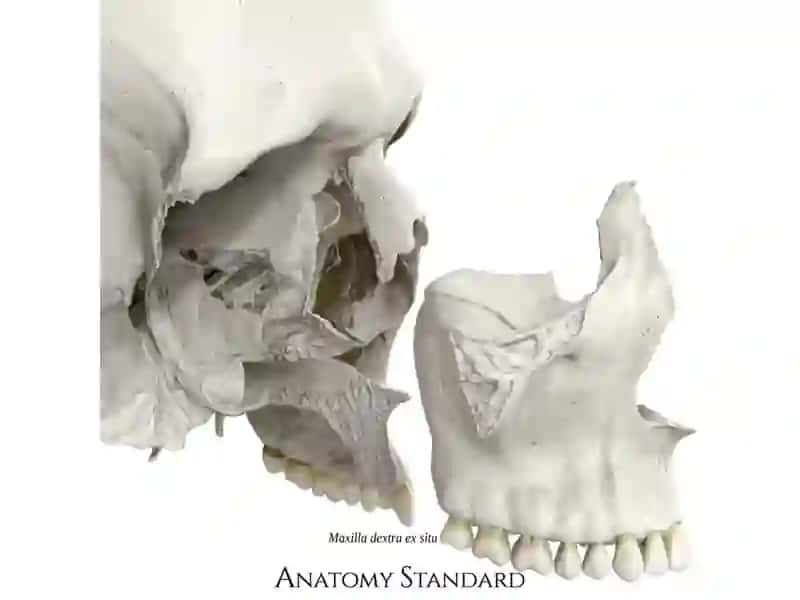 Yuqori jag’ – maxilla 2