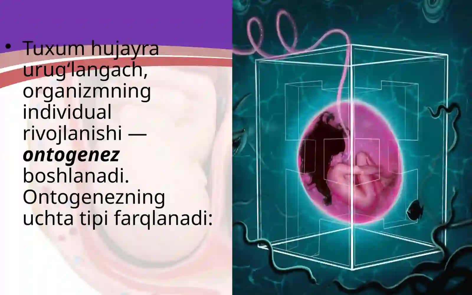 “Embrional rivojlanish davri” mavzusi dars ishlanmasi 2