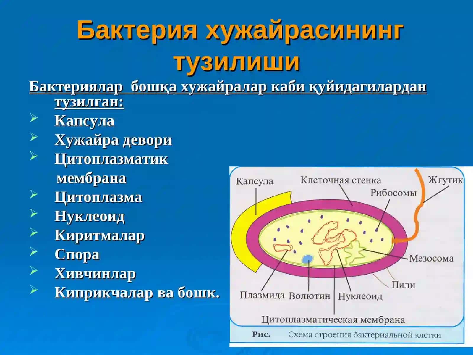 Бактерия хужай расининг тузилиши 2