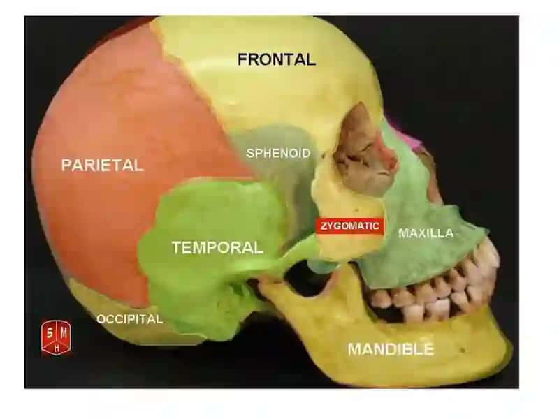 OSTEOLOGIYA 2