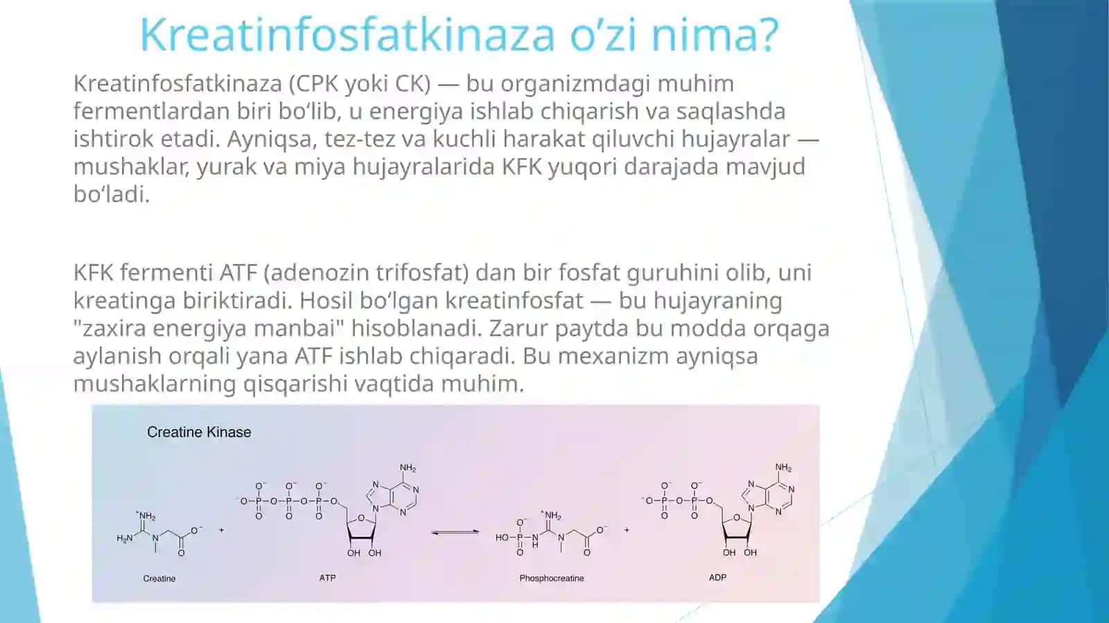 Kreatinfosfatkinazaningizoshakllarivaularningklinikahamiyati 2
