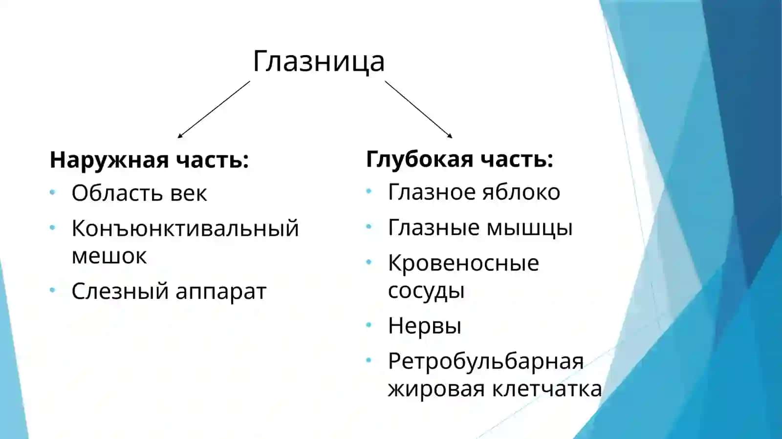 Глазница (орбита) 2